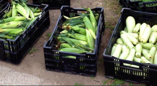 Food Pantry/Ample Harvest